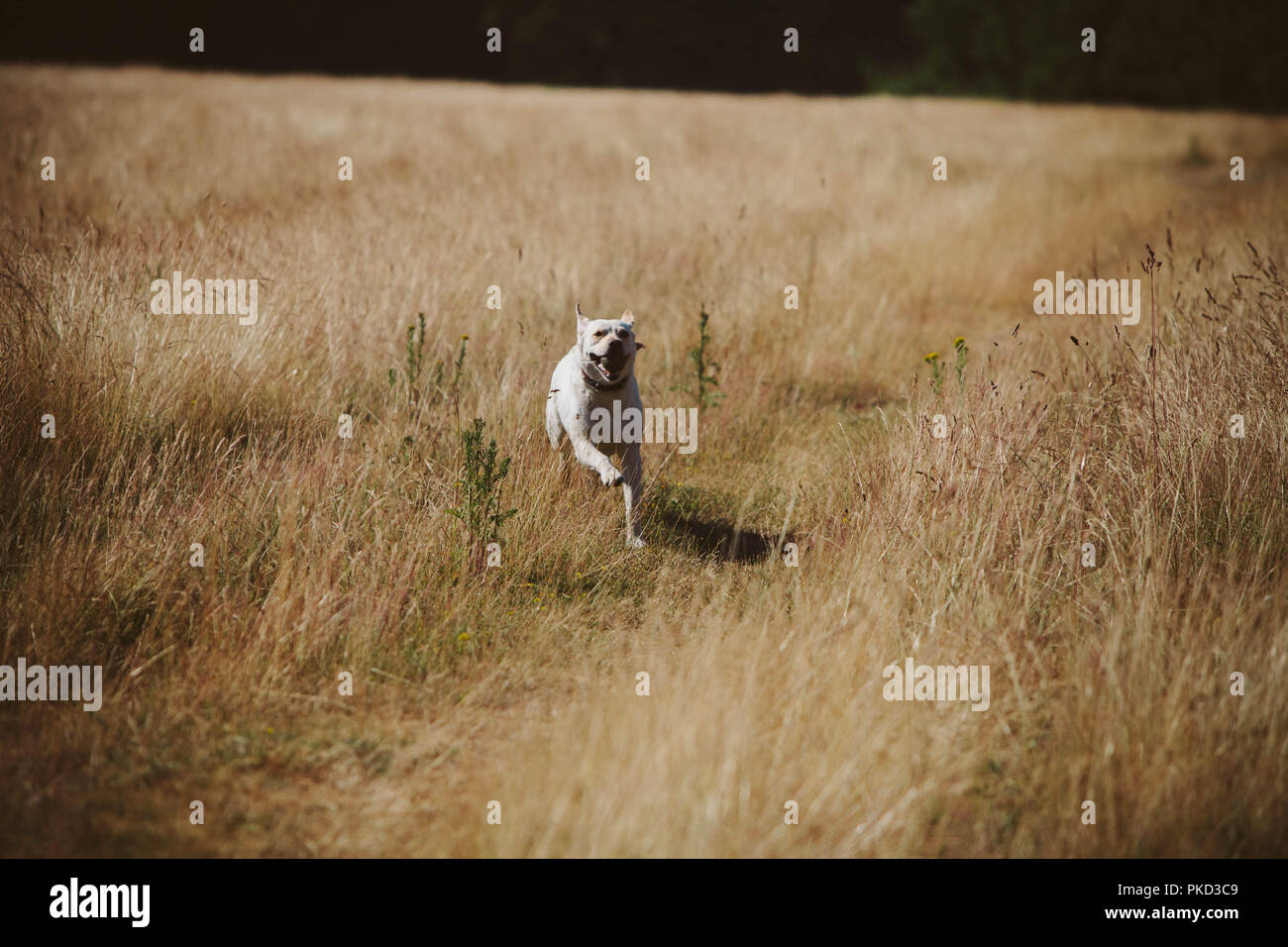 Un golden labrador chien qui court à travers l'herbe jaune longue en été. Banque D'Images