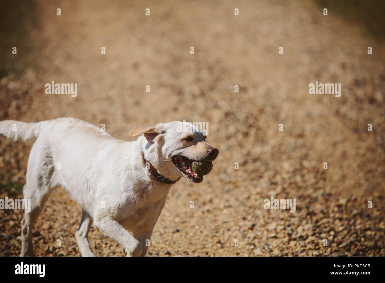 Un jeune golden labrador chien qui court avec une balle de tennis pendant une promenade sur une journée ensoleillée. Banque D'Images