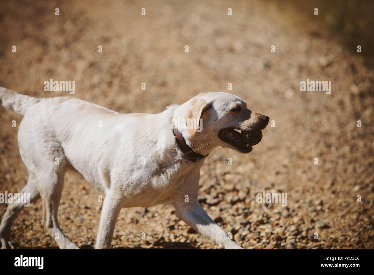Un jeune golden labrador chien qui court avec une balle de tennis pendant une promenade sur une journée ensoleillée. Banque D'Images