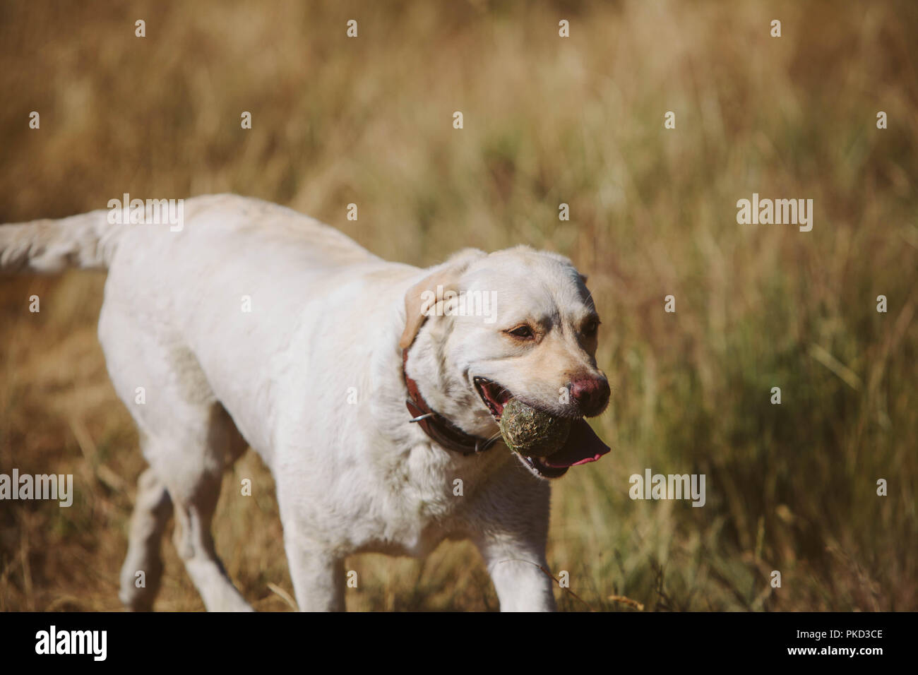 Un golden labrador chien jouant fetch avec une balle de tennis dans un champ. Banque D'Images