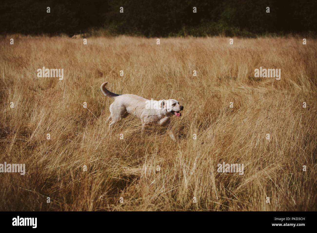 Un golden labrador chien qui court à travers l'herbe jaune longue en été. Banque D'Images