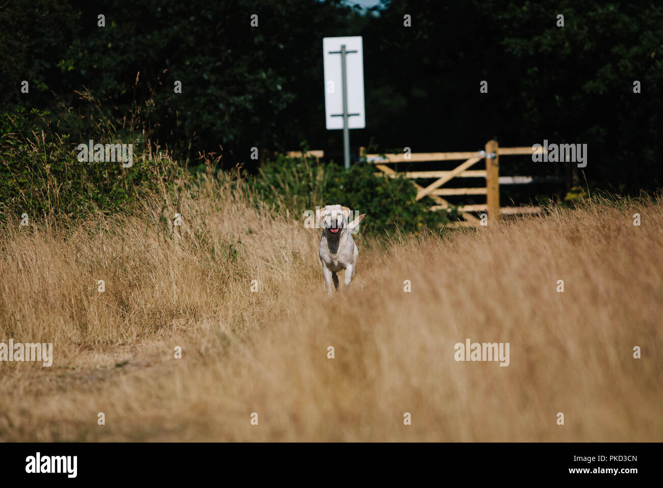 Un chien labrador doré debout dans un champ en face d'une porte en bois. Banque D'Images
