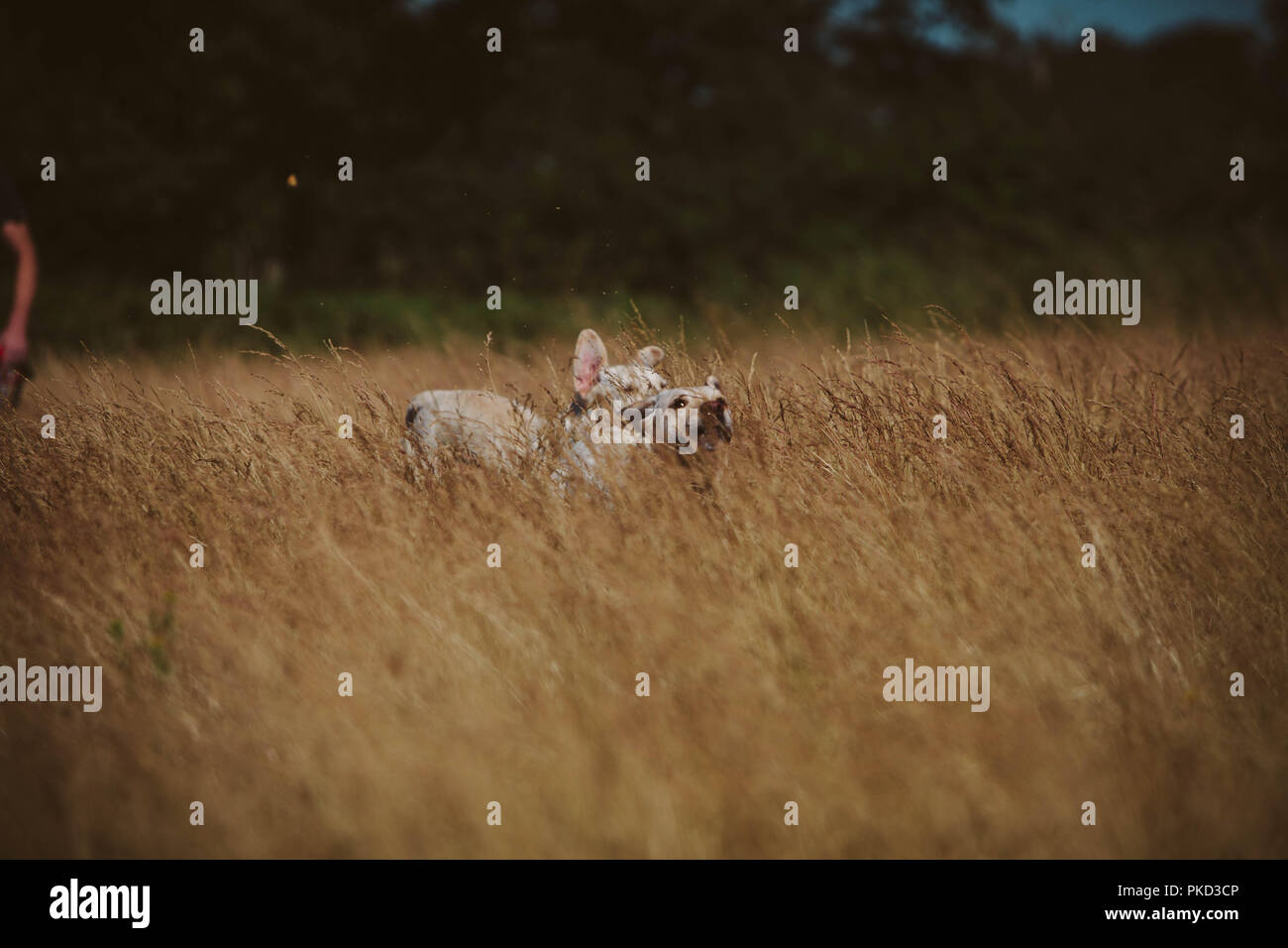 Deux chiens Labrador golden opérationnel rapidement grâce à l'herbe jaune dans un champ. Banque D'Images