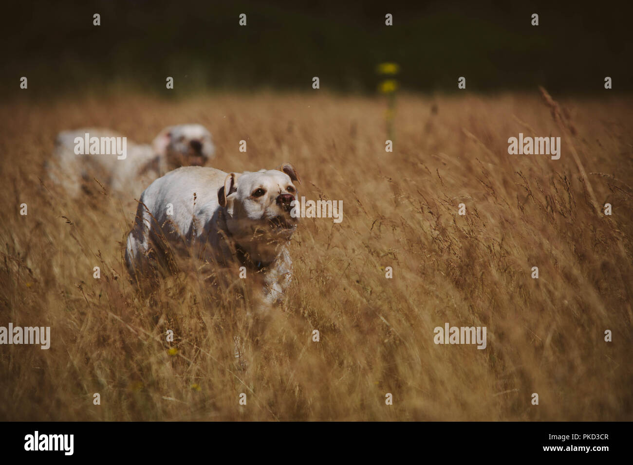 Deux chiens Labrador golden opérationnel rapidement grâce à l'herbe jaune dans un champ. Banque D'Images
