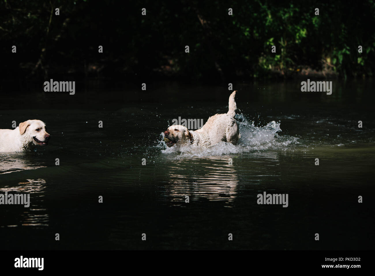 Deux jeunes chiens Labrador golden jouer, sauter et nager dans un lac. Banque D'Images