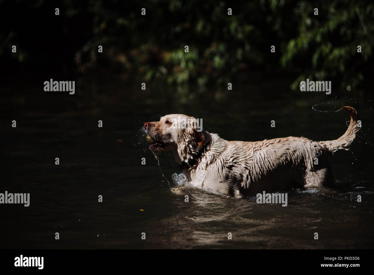Un golden labrador chien jouant dans un lac avec une balle de tennis. Banque D'Images