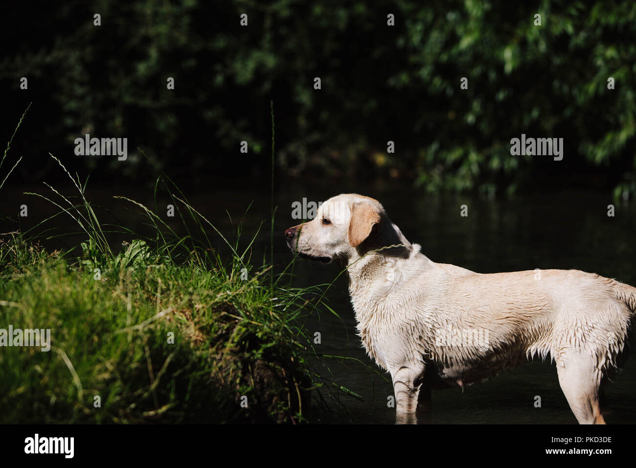 Un chien labrador doré debout dans un lac à côté d'un point d'herbe. Banque D'Images