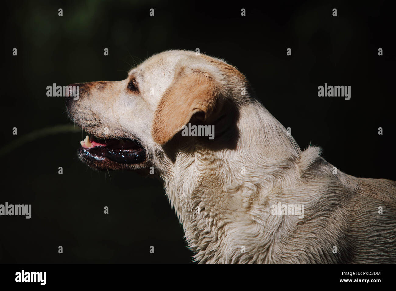 Portrait of a golden labrador chien avec fourrure humide. Banque D'Images