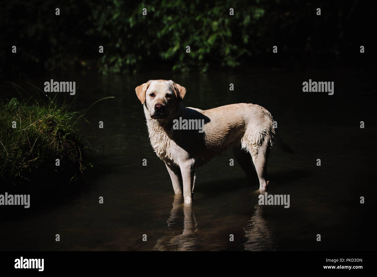 Un chien labrador doré debout dans un lac et regardant la caméra. Banque D'Images