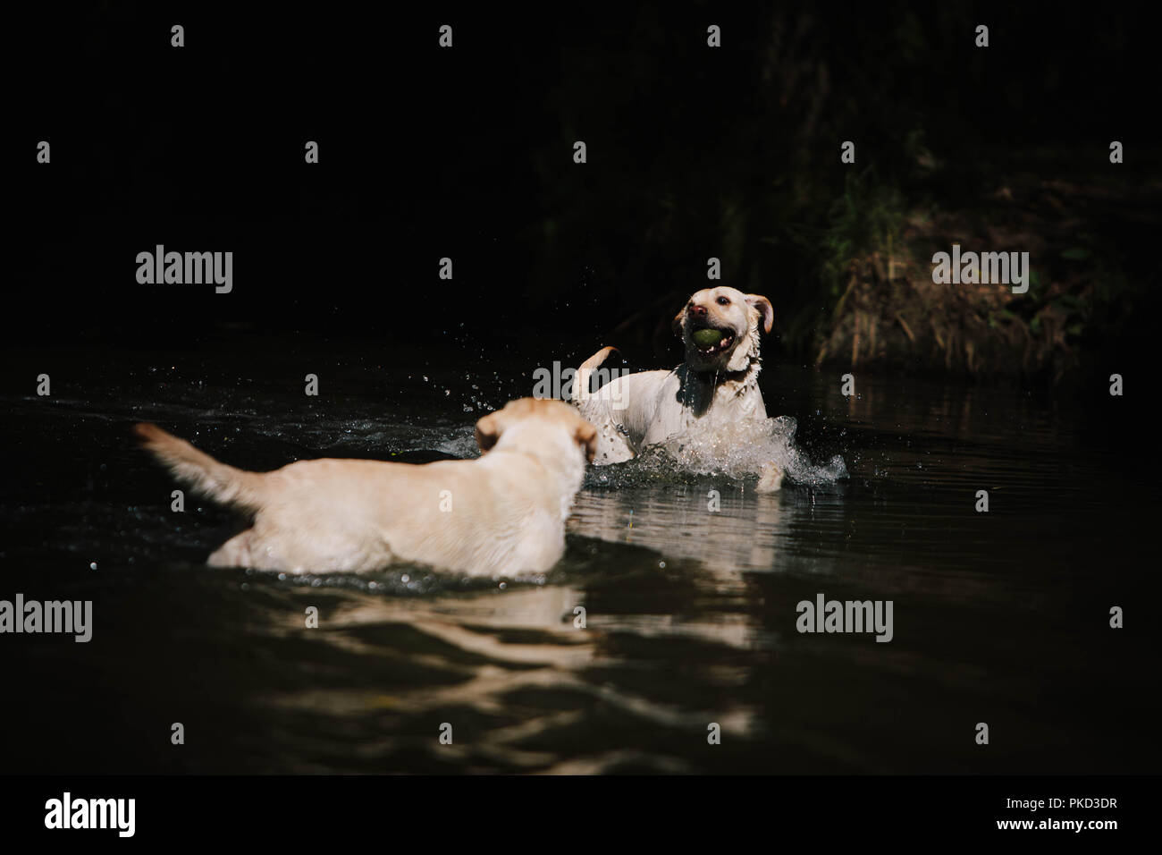 Deux chiens Labrador jaune s'éclabousser dans un lac avec une balle de tennis. Banque D'Images