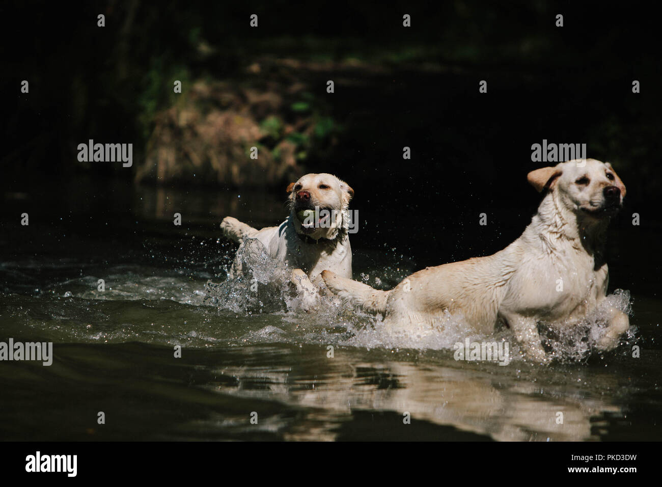 Deux chiens Labrador jaune s'éclabousser dans un lac avec une balle de tennis. Banque D'Images