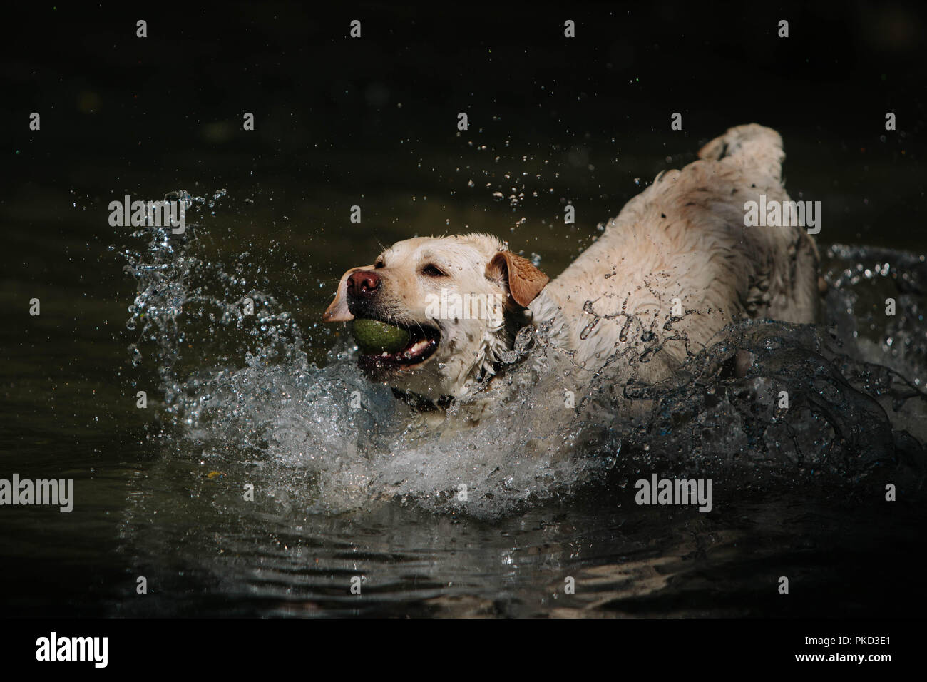 Un golden labrador chien jouant dans un lac avec une balle de tennis. Banque D'Images