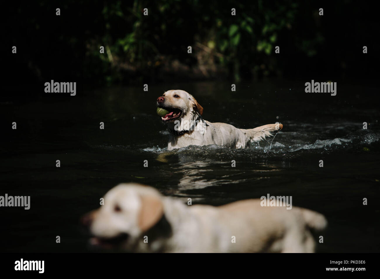 Deux golden labrador chiens jouant dans un lac avec une balle de tennis. Banque D'Images
