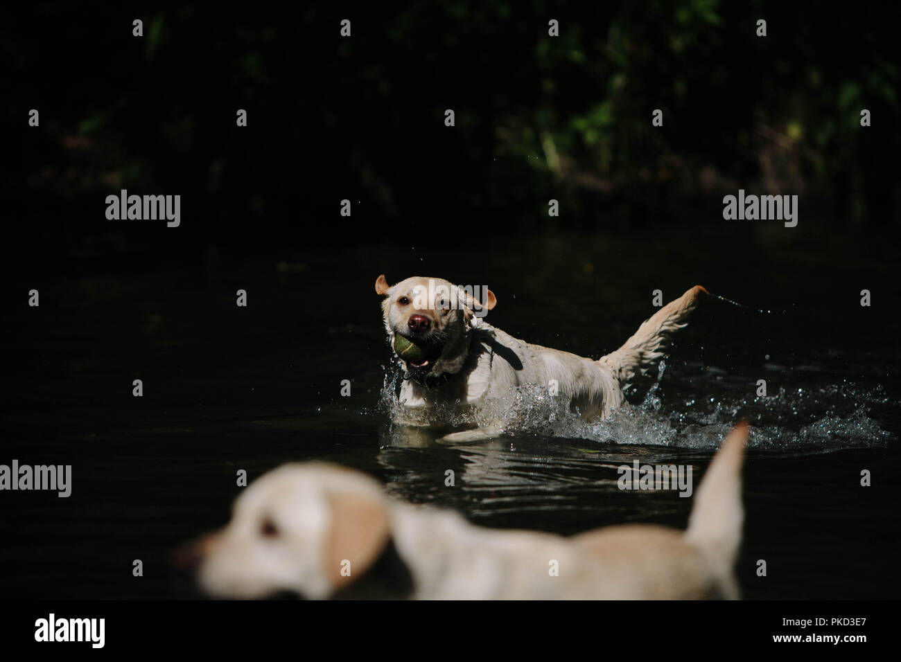 Deux golden labrador chiens jouant dans un lac avec une balle de tennis. Banque D'Images
