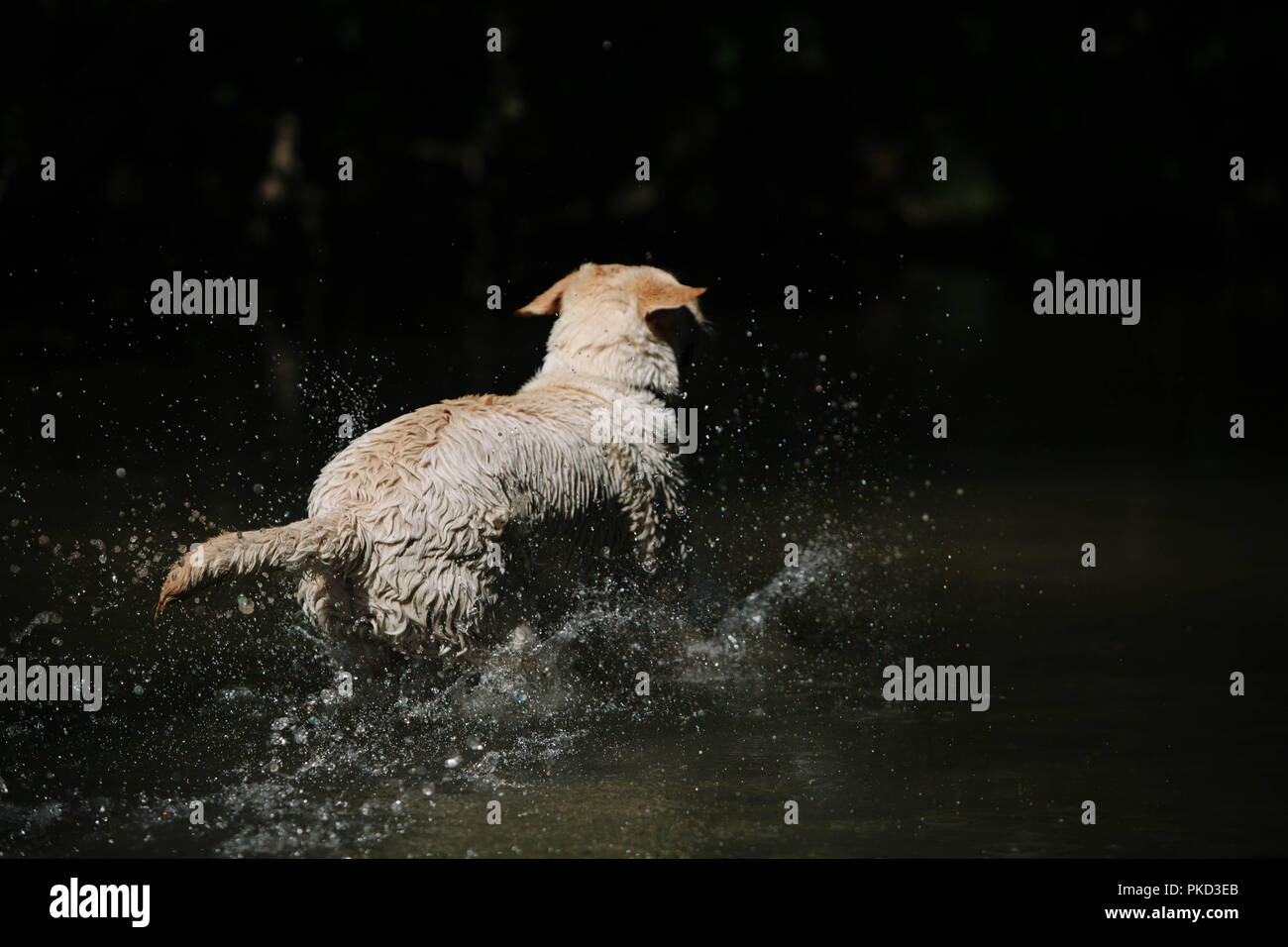 Un chien labrador doré de sauter dans un lac. Banque D'Images