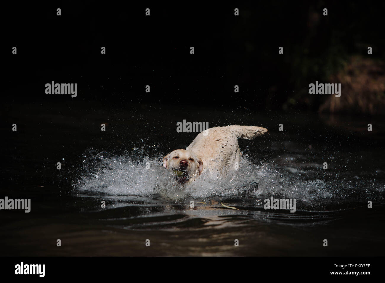 Un chien labrador doré éclabousser dans un lac avec une balle de tennis. Banque D'Images