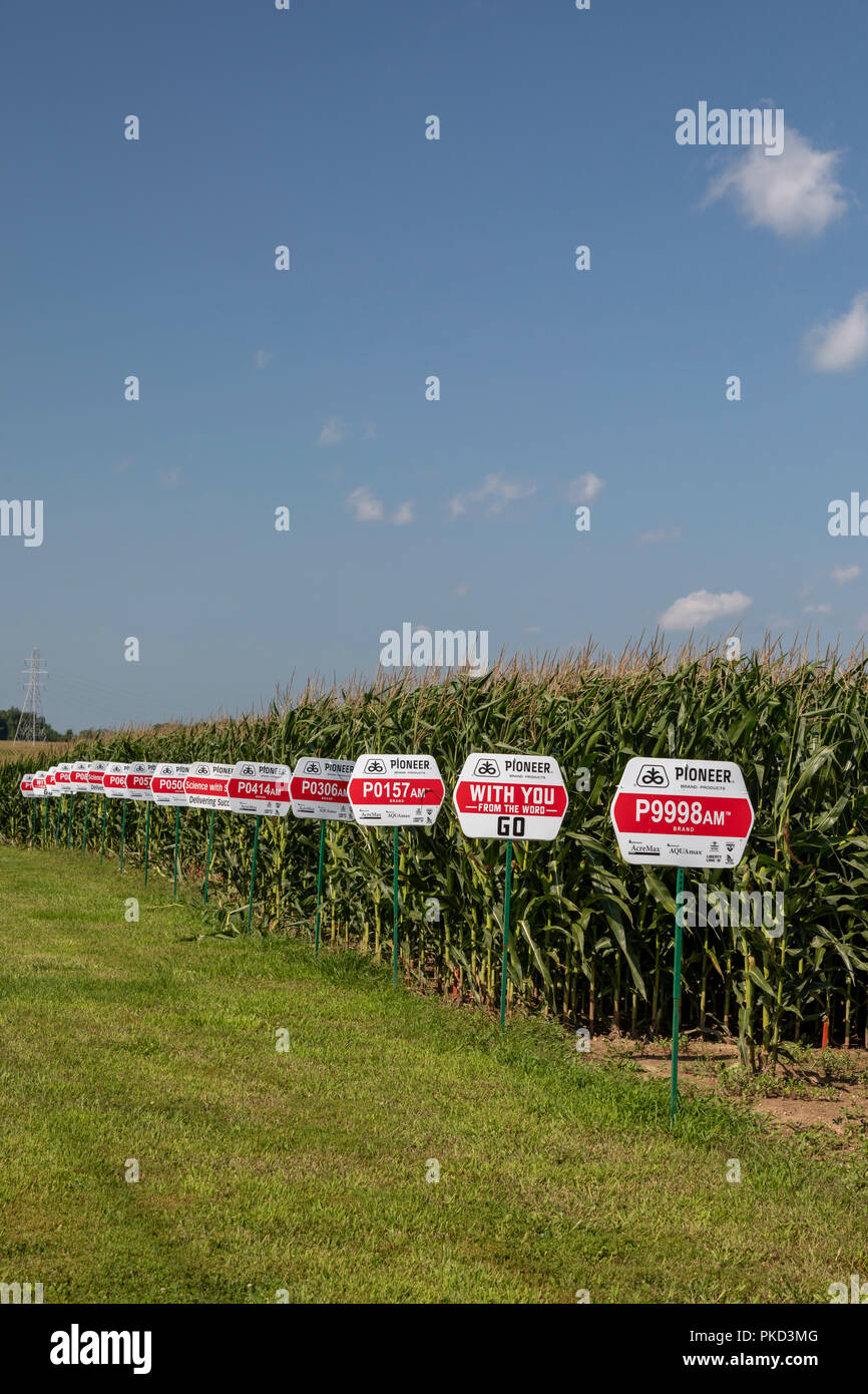 Galien, Michigan - variétés de maïs à partir de graines produites par Pioneer, une société DuPont. Presque tous le maïs cultivé aux États-Unis est analyses génétiques Banque D'Images