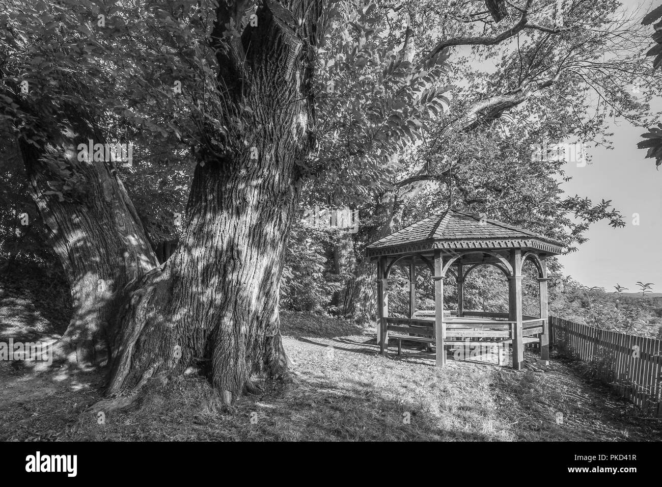 Sous pergola romantique grand vieil arbre Banque D'Images