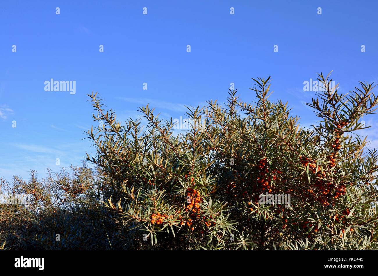 L'argousier commun ou Hippophae rhamnoides. Les baies mûres sur les dunes de sable sur fond de ciel bleu, Rimac Nature Reserve, Lincolnshire coast, en Angleterre. Banque D'Images