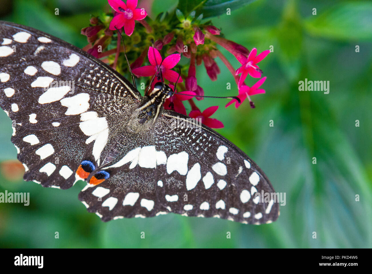 Close-up of a King un magnifique papillon machaon tropical chaud soft-focus fond couleur 10 septembre 2018 Banque D'Images