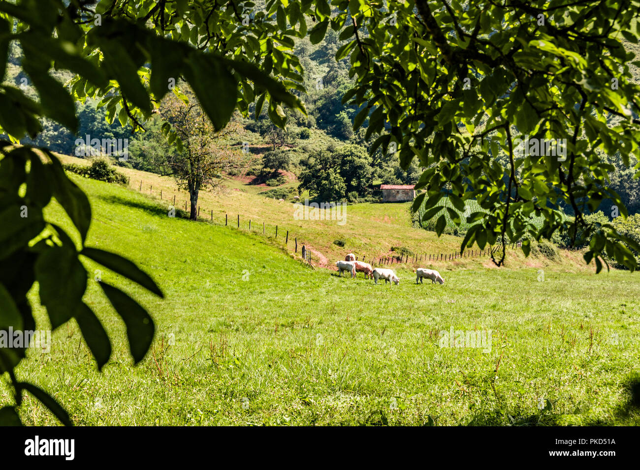 Voir des vaches paissant dans une vallée des Pyrénées Atlantiques. Aquitaine France Banque D'Images