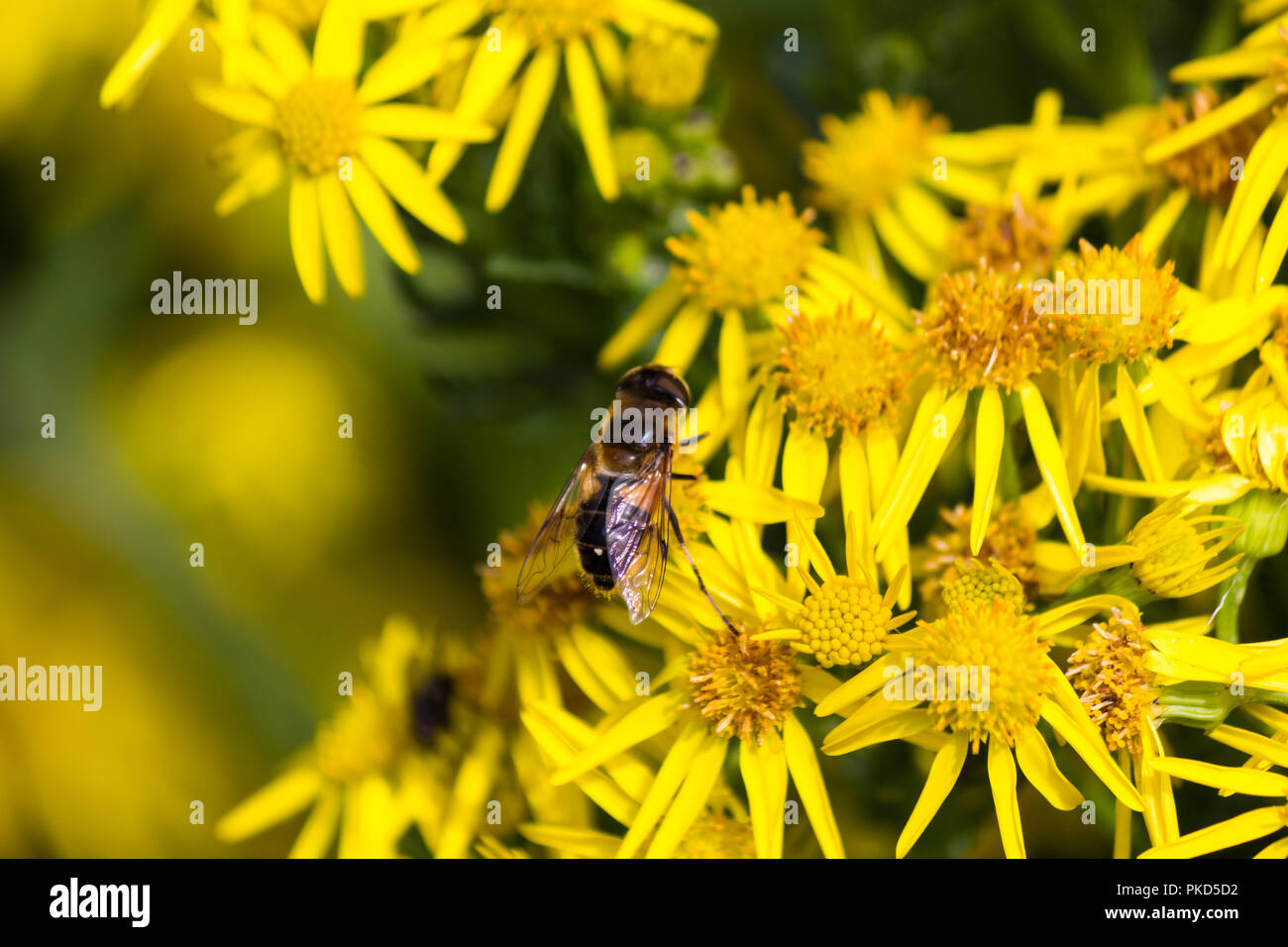 Hoverfly sur fleurs jaune vif Banque D'Images