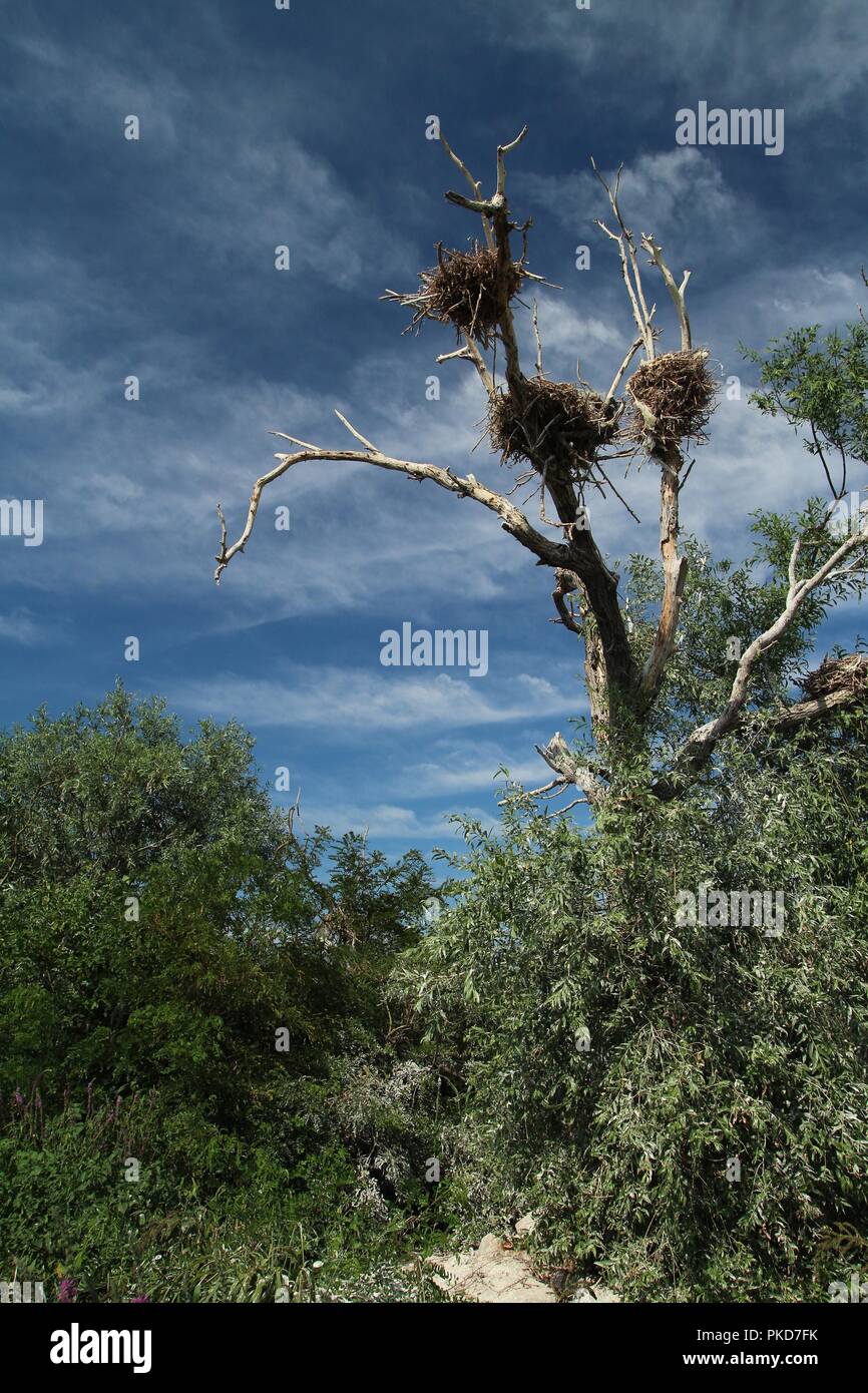 Arbre mort avec des nids d'oiseau. Banque D'Images