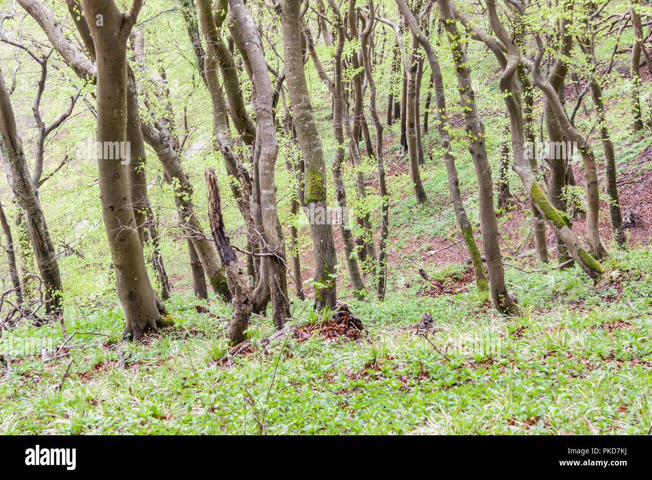 Sombre forêt verte - Mons Klint au Danemark Banque D'Images