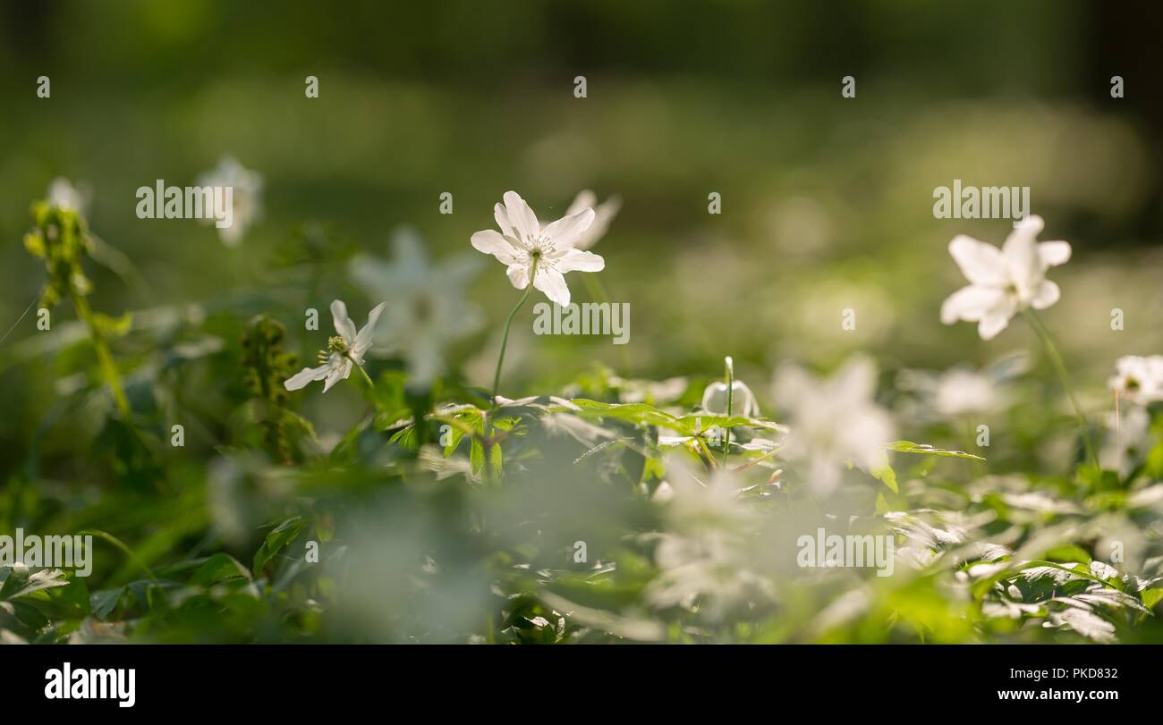 Fleurs blanches au printemps en fleurs anémone des forêts en Pologne.  Fleurs blanches sauvages Photo Stock - Alamy