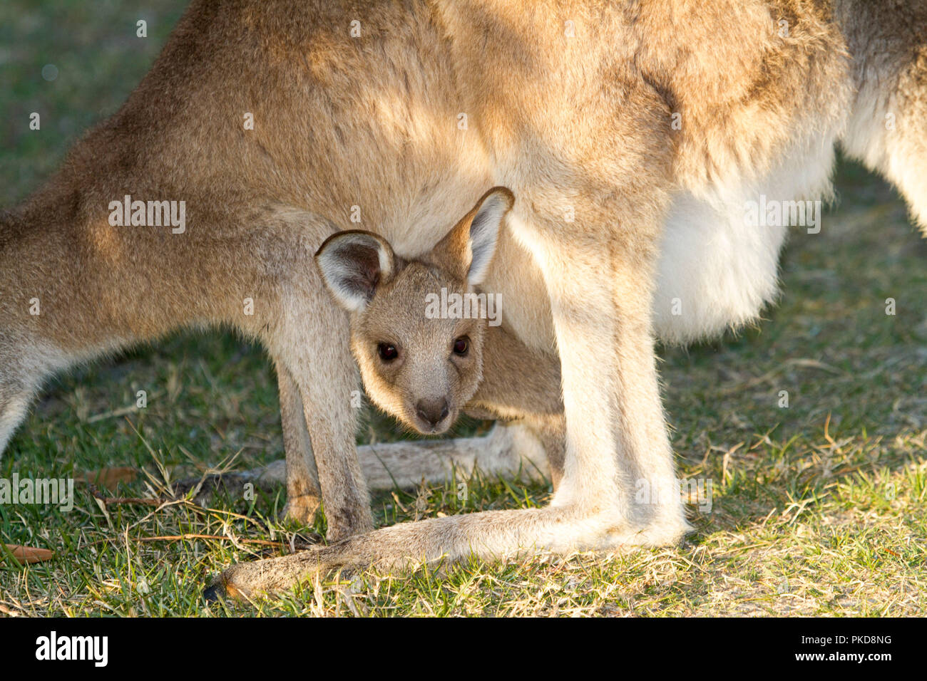 Joey bébé kangourou gris, Macropus giganteus, scrutant de pouch entre ses jambes du mohter & regarder caméra - dans le NSW Australie Banque D'Images