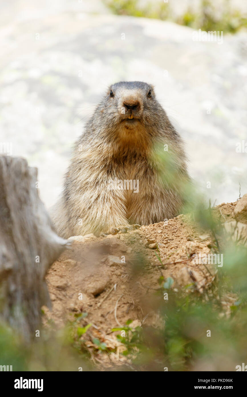 Une marmotte (Marmotta marmotta) Restez alerte dans son territoire, le Parc Animalier des Angles, le Capcir, la France. Banque D'Images