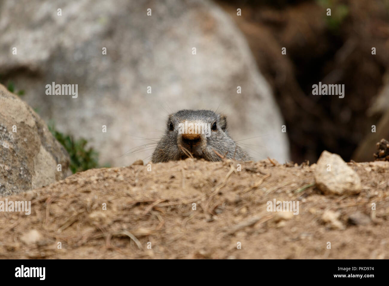 Une marmotte (Marmotta marmotta) Restez alerte dans son territoire, le Parc Animalier des Angles, le Capcir, la France. Banque D'Images