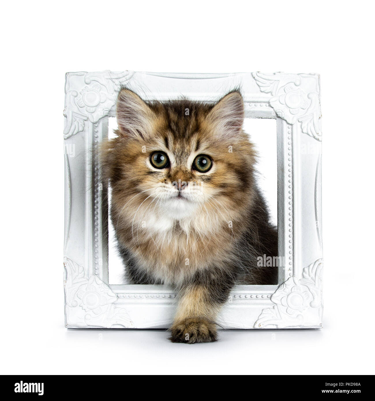 Fluffy British Longhair cat kitten debout / marche à travers un cadre photo Blanc à la lentille à droite isolé sur fond blanc Banque D'Images