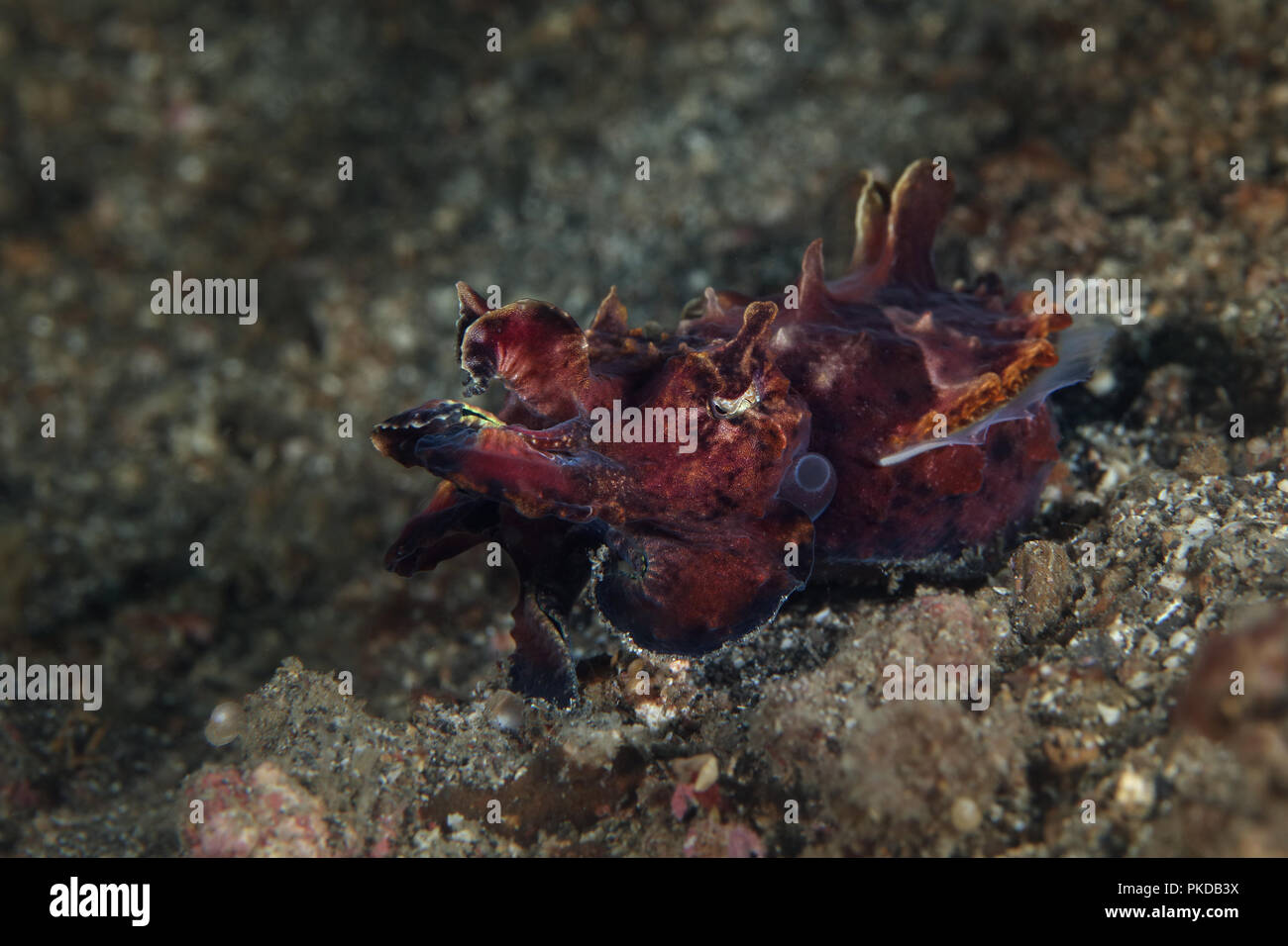 La Seiche flamboyante (Metasepia pfefferi). Photo a été prise dans le Détroit de Lembeh, Indonésie Banque D'Images