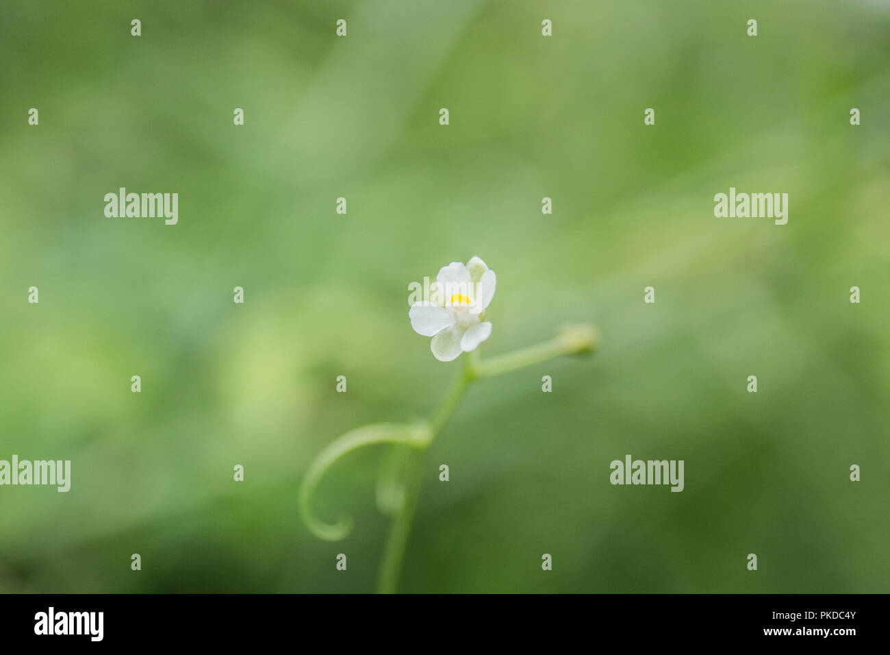 Le papillon Banque D'Images