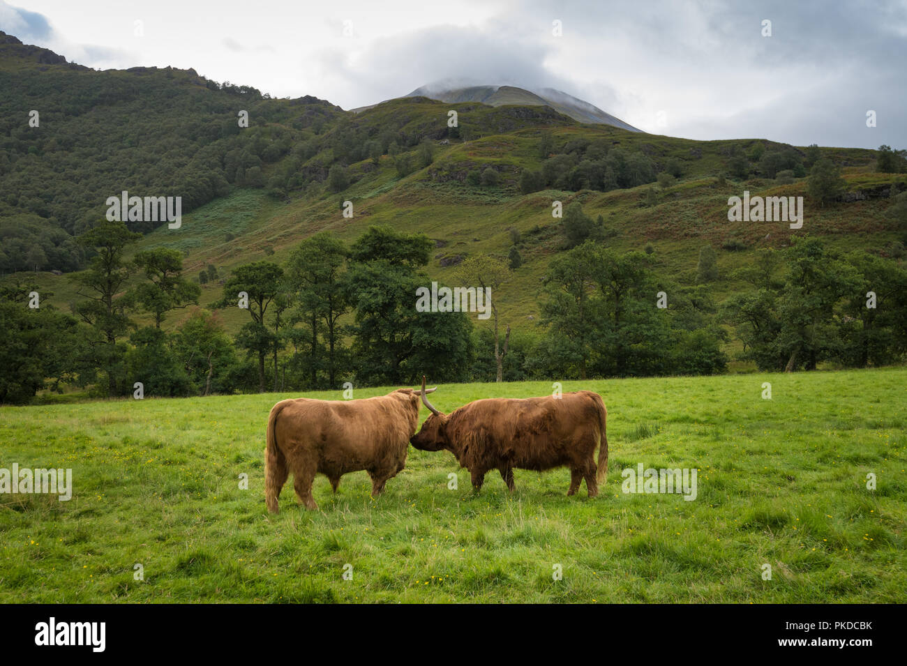 Vache et taureau, Highland cattle, Ben Nevis, Highlands, Scotland, UK Banque D'Images