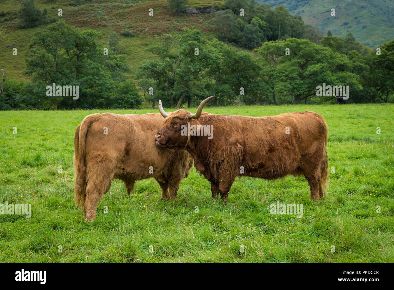 Vache et taureau, Highland cattle, Ben Nevis, Highlands, Scotland, UK Banque D'Images