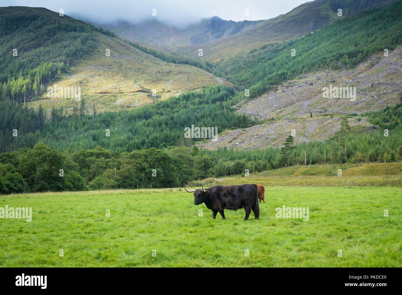 Revêtement noir Scottish Highland cow, Highland cattle, Ben Nevis, Highlands, Scotland, UK Banque D'Images