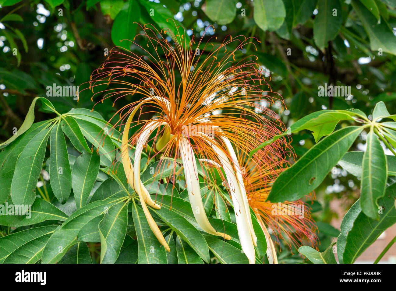 Money Tree plant (Pachira aquatica) gros plan de fleurs - Davie, Floride, USA Banque D'Images