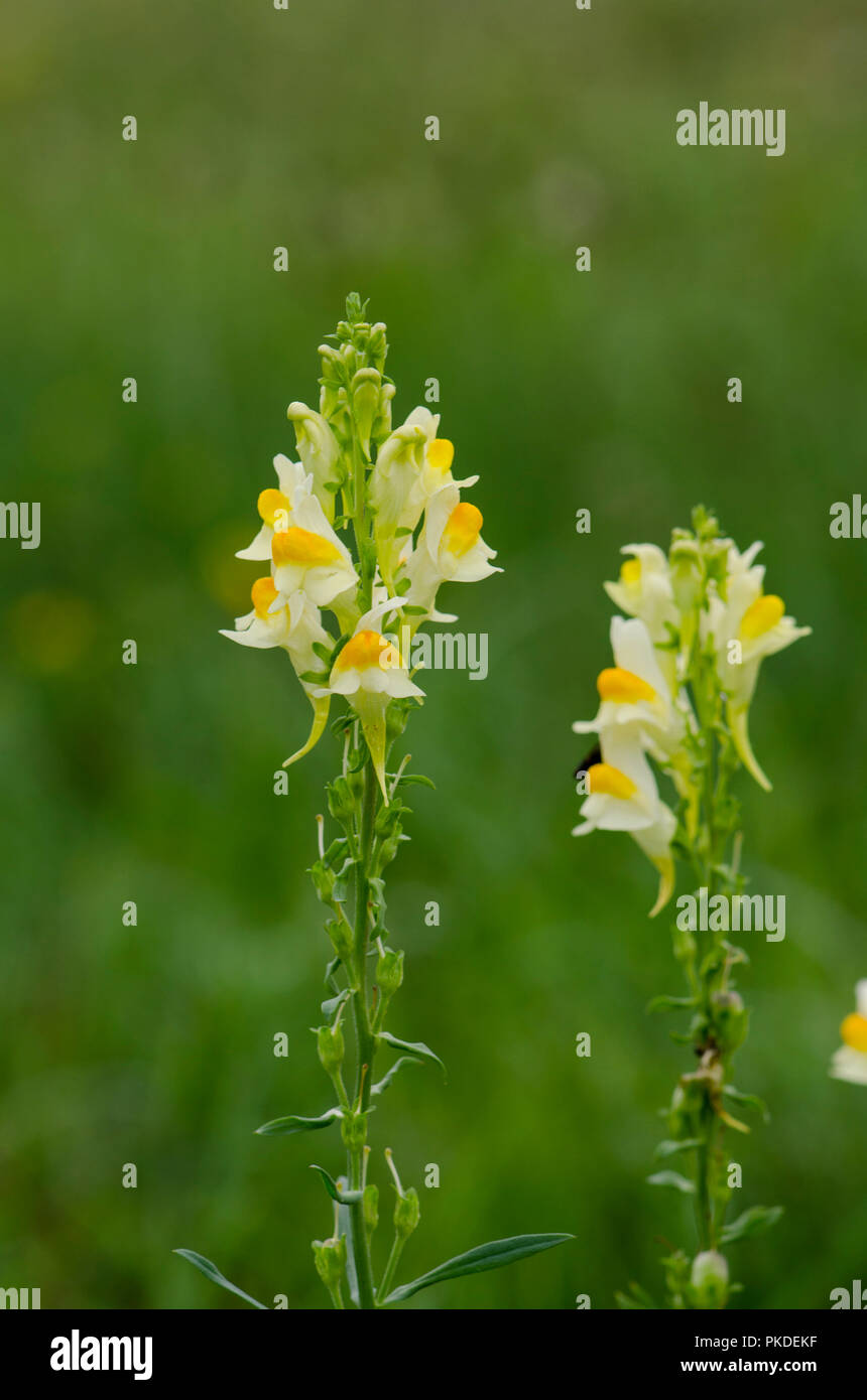 Linaria vulgaris, linaire vulgaire, la linaire jaune, ou beurre-oeufs-et, la floraison, Limbourg, Pays-Bas. Banque D'Images