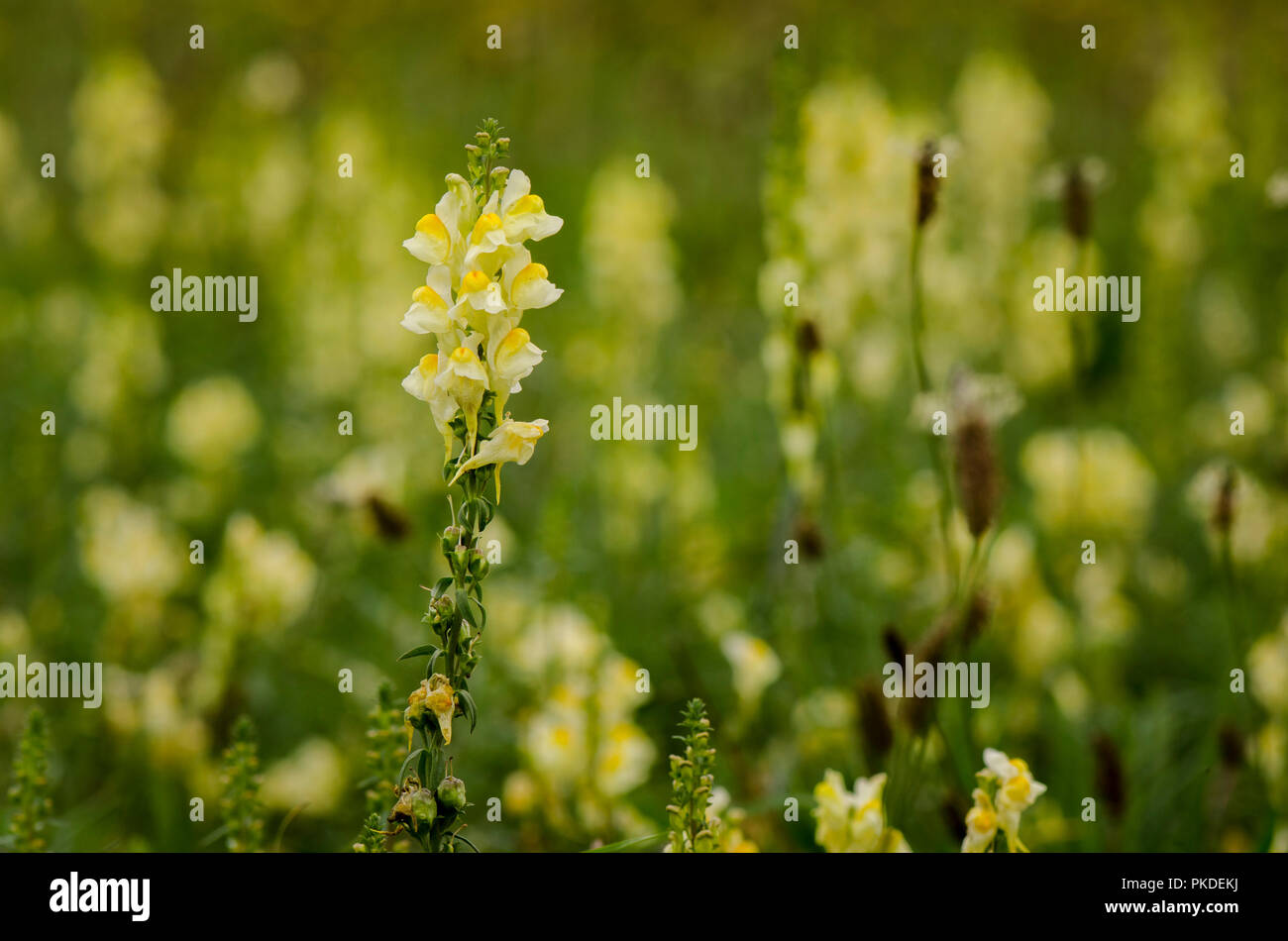 Linaria vulgaris, linaire vulgaire, la linaire jaune, ou beurre-oeufs-et, la floraison, Limbourg, Pays-Bas. Banque D'Images