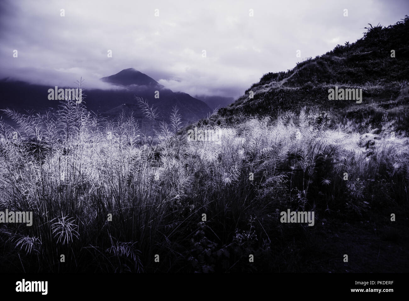 Noir et Blanc paysage l'herbe de la pampa Banque D'Images