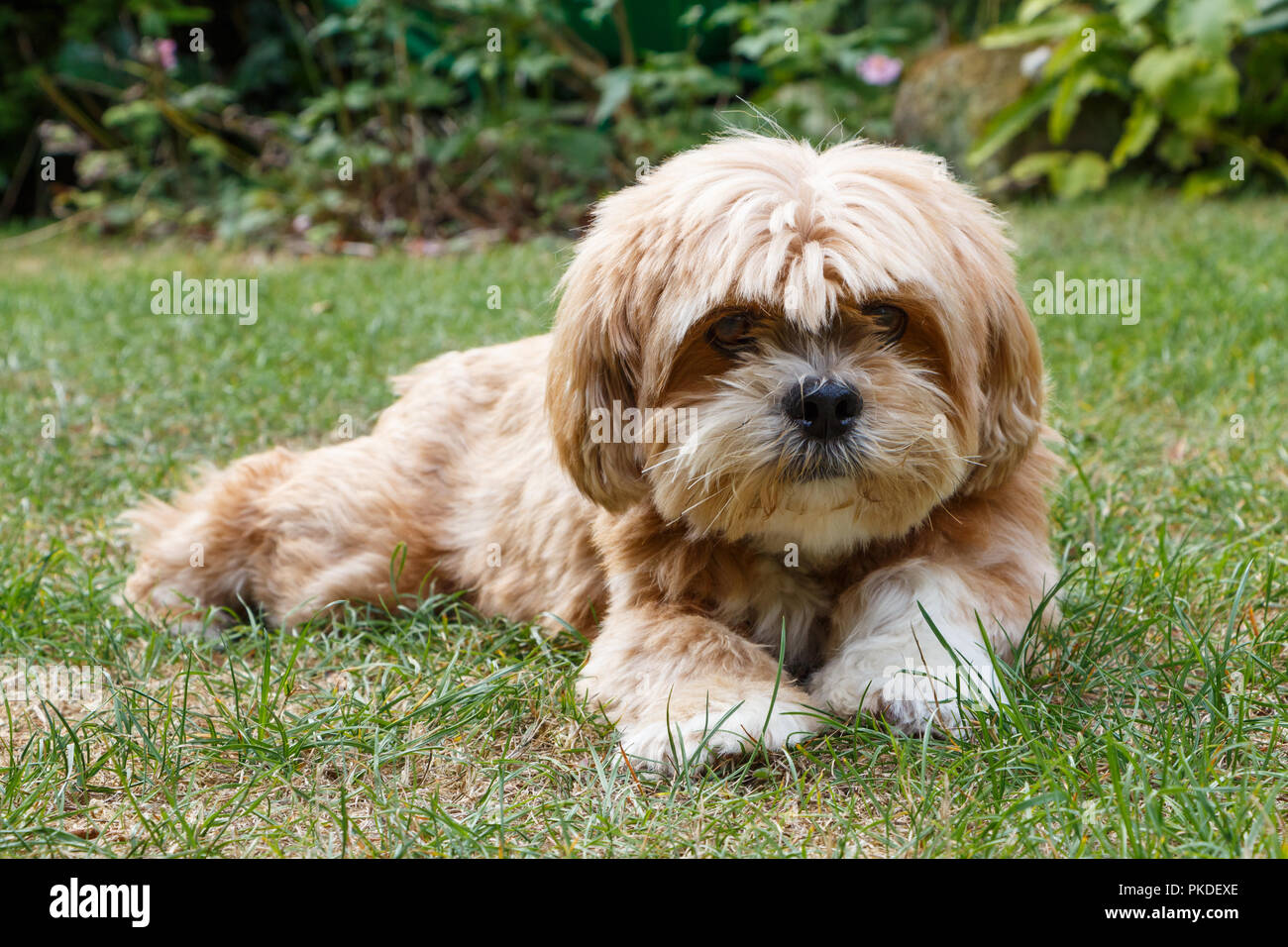 Lhassa Apso chien allongé dans l'herbe d'un jardin Banque D'Images