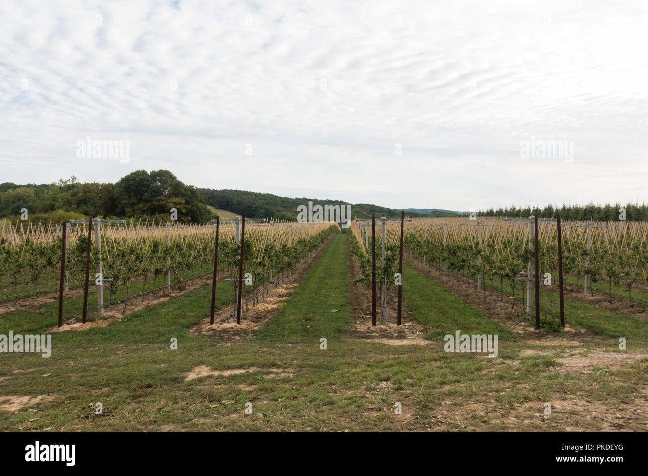 Les jeunes arbres avec apple orchard moderne culture fruitière de la province de Limbourg, Pays-Bas Banque D'Images