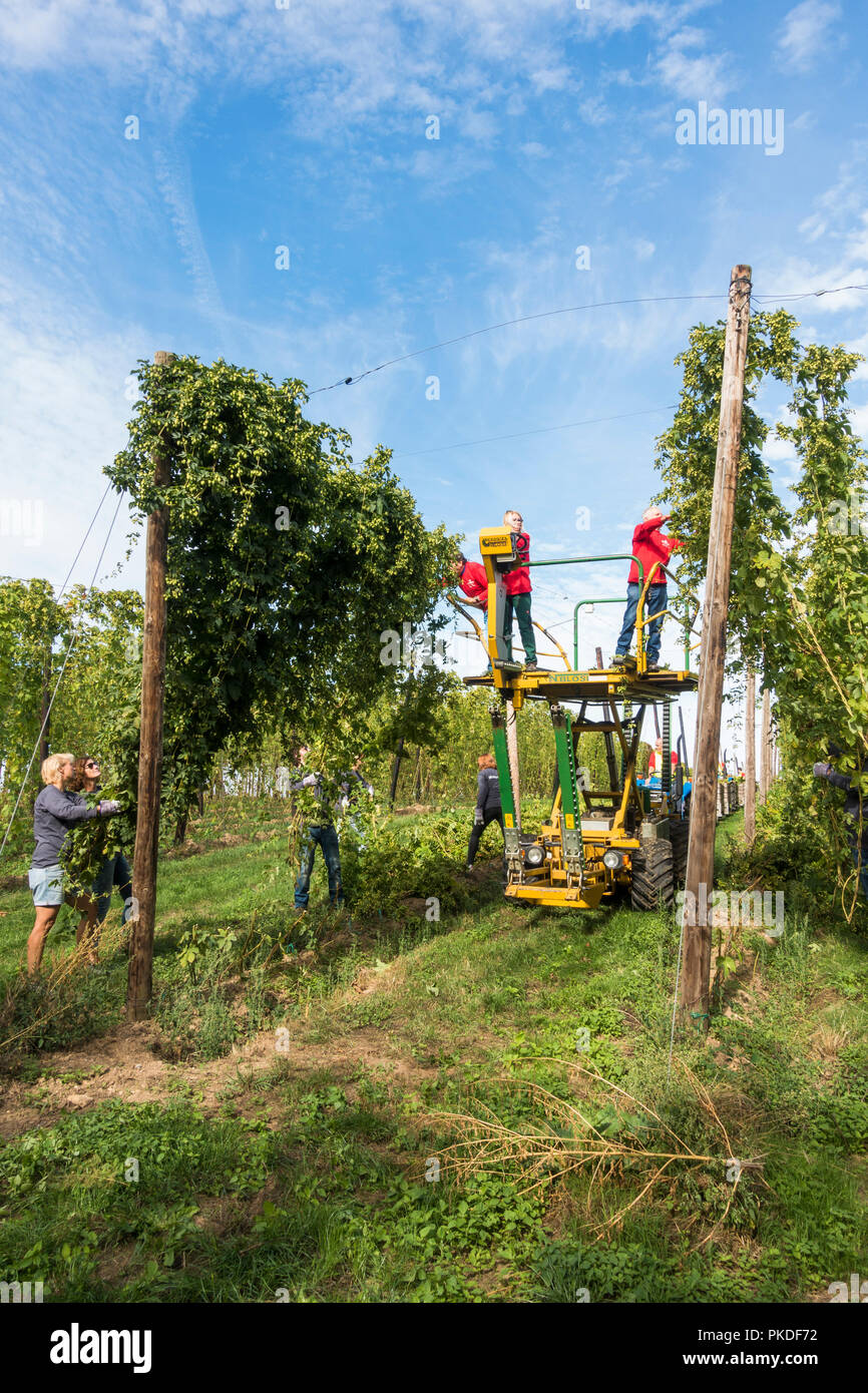 Les travailleurs agricoles, la récolte la récolte du houblon, hop hop, Limbourg, Pays-Bas. Banque D'Images