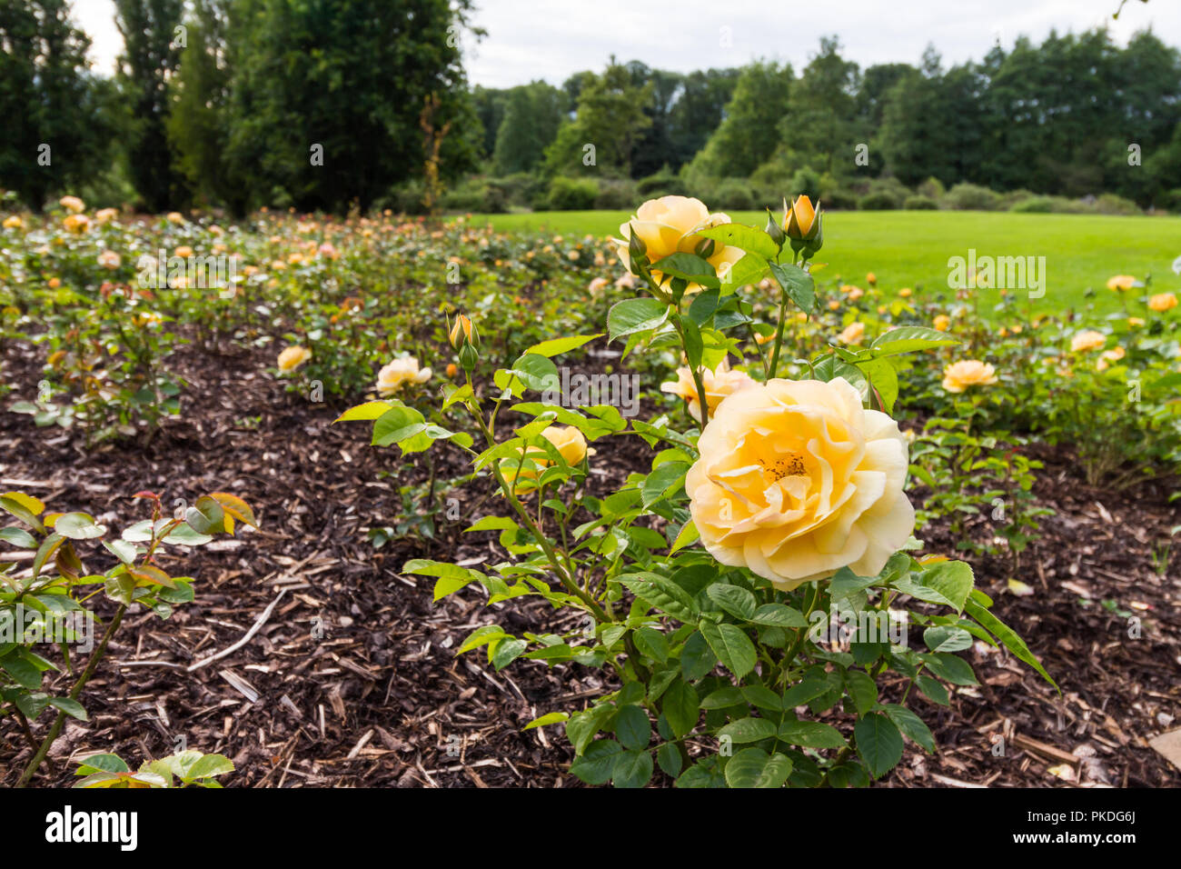 Rose jaune fleur lit. Prises au cours de la semaine Rose à Sir Thomas et Lady Dixon Park, au sud de Belfast, N.Ireland. Banque D'Images