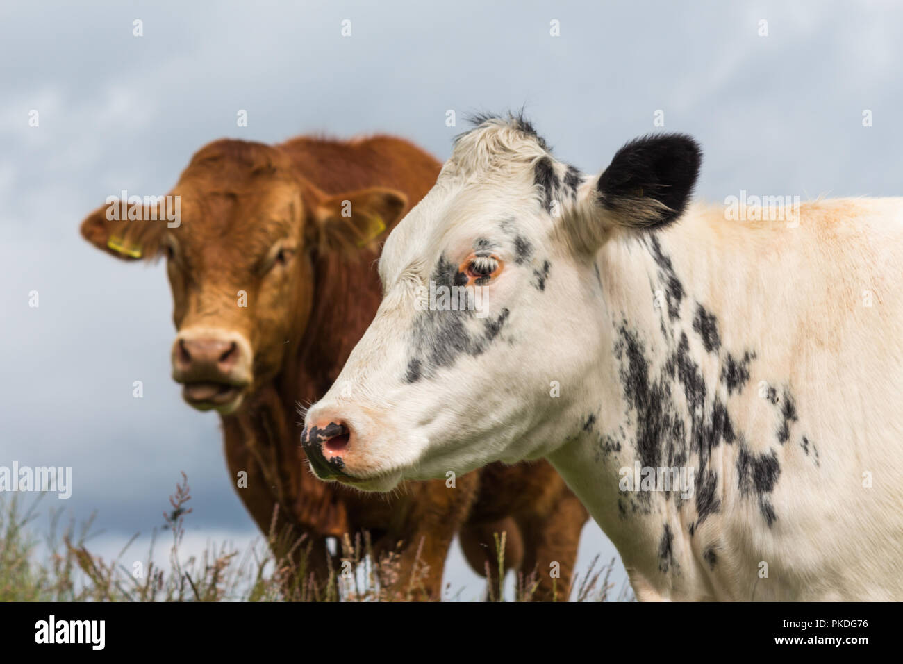 Gros plan d'une vache blanche sur le côté et derrière brown cow Banque D'Images