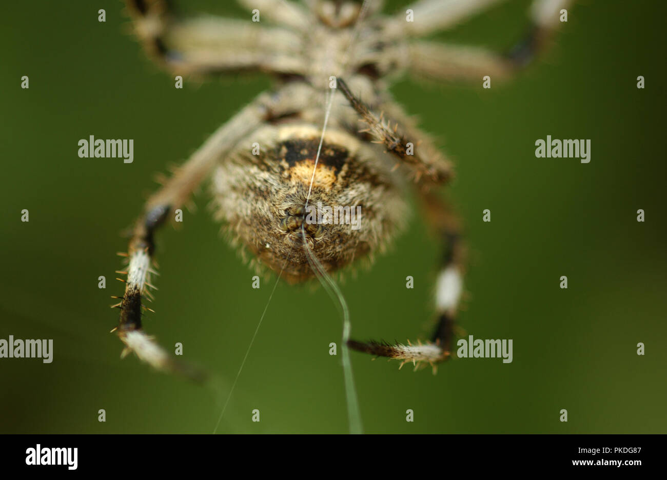 Jardin commun spinning spider son site web, l'ouest de l'Australie Banque D'Images