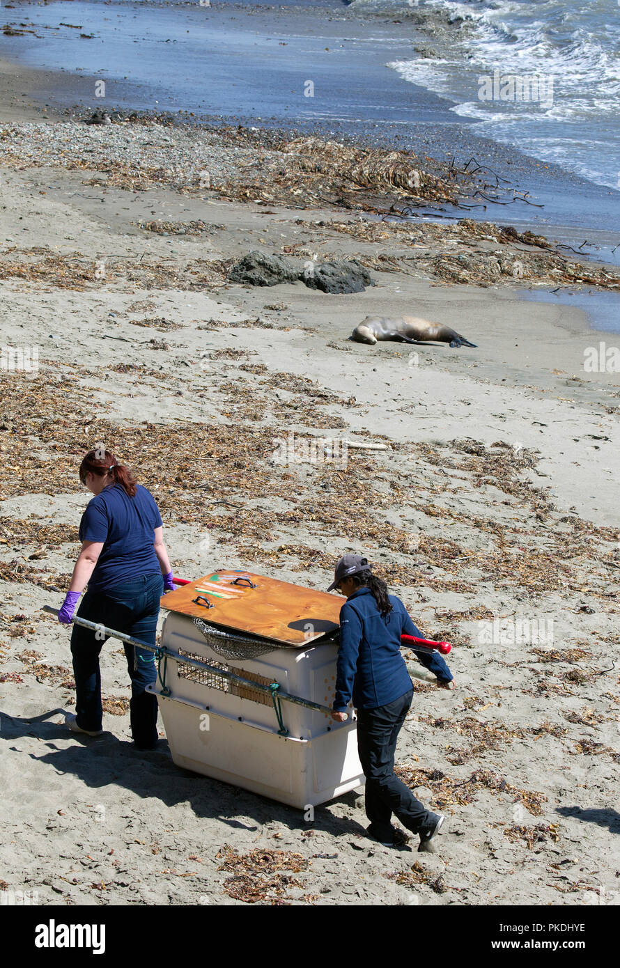 Début de sauvetage des malades Sea Lion Banque D'Images