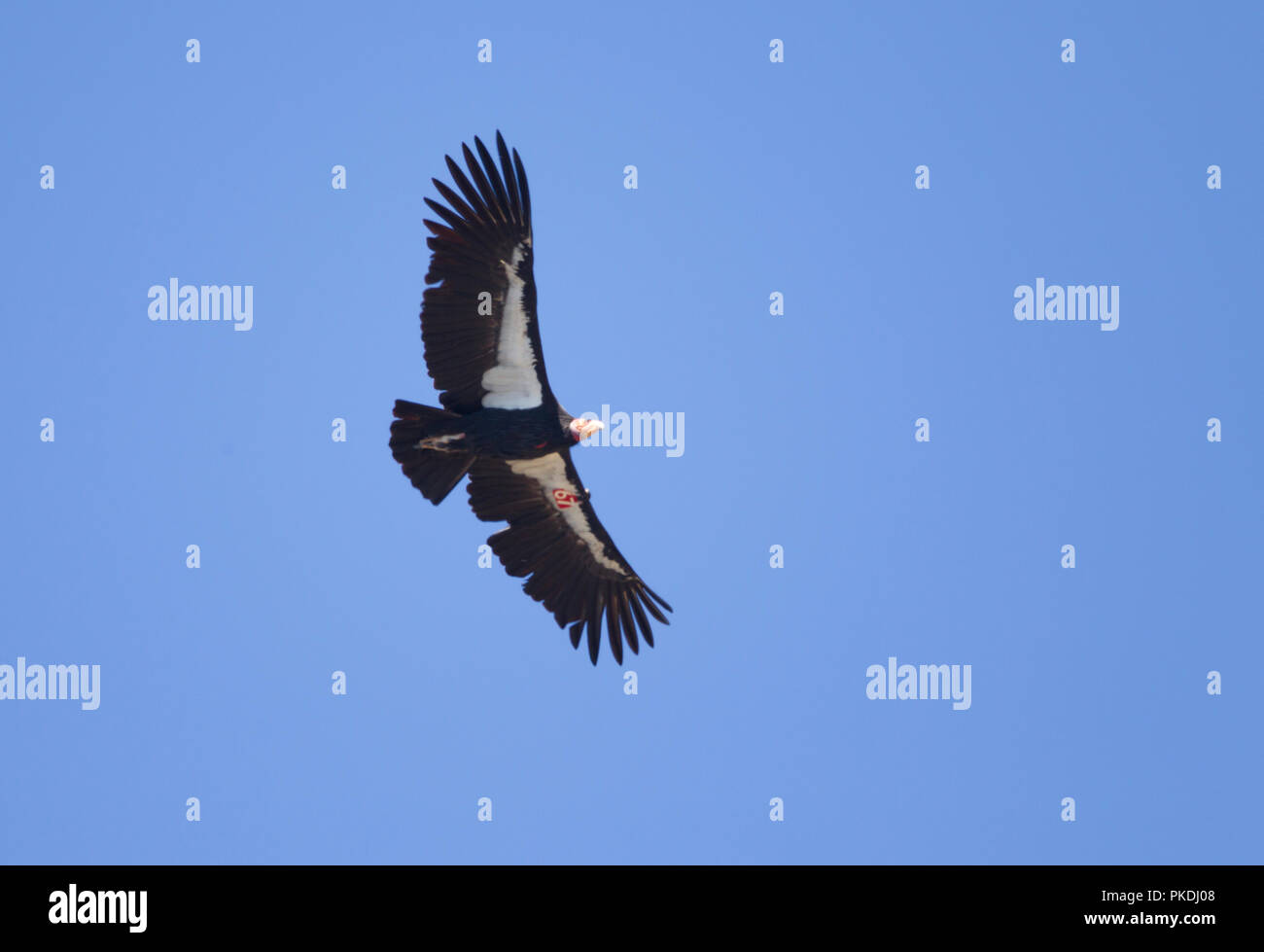 Condor de Californie en vol Banque D'Images